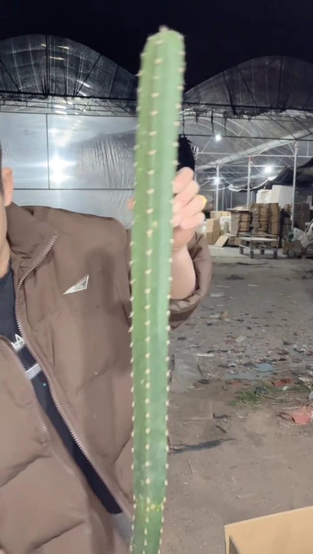 【闪购商品】高80cm+ 秀蒲柱【带根】