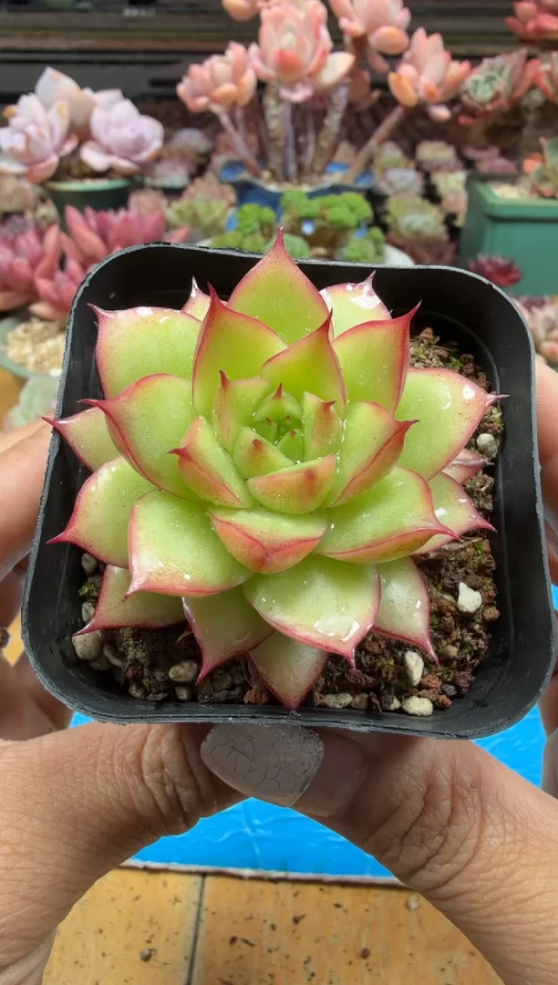 东云多肉园二店-66