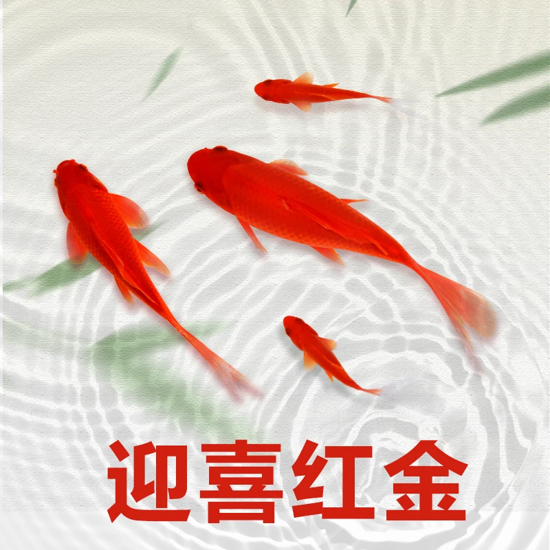 【凤尾大草】18-20cm凤尾大草3条观赏鱼锦鲤冷水鱼鱼活鱼耐活