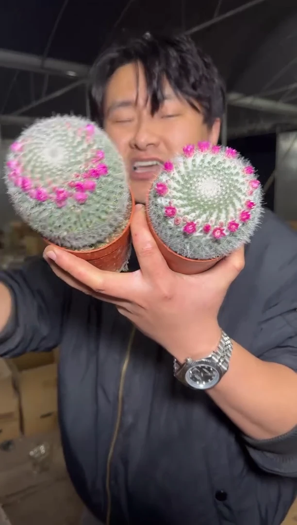 2颗 6-8cm【带雪顶】单头 玉翁