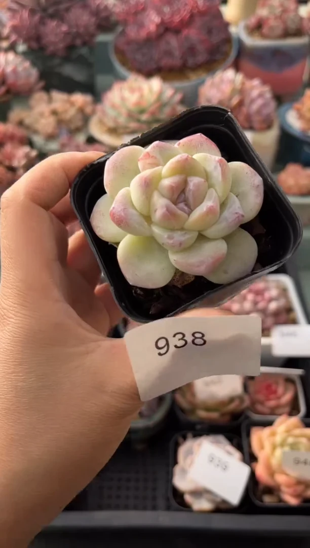 938单头冰玉石化多肉