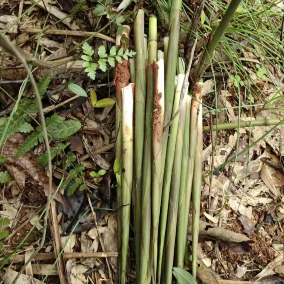 湖南竹笋新鲜小竹笋现挖非雷笋甜笋当季鲜笋水竹笋