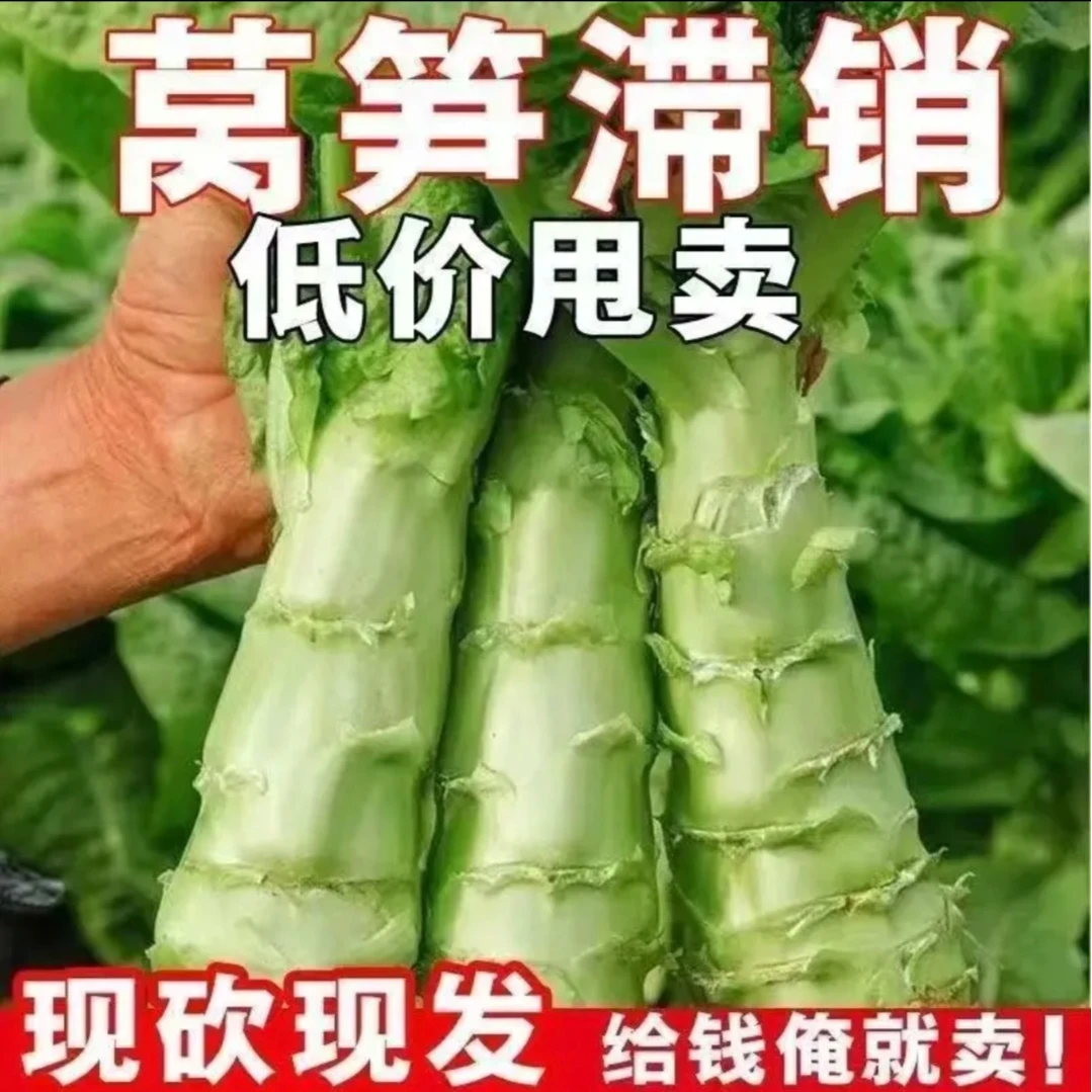 【涛涛助农】农家当季新鲜莴笋蔬菜露天种植当天现拔莴苣（不带叶）