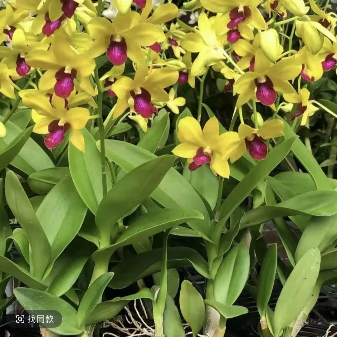 新【金童】石斛兰秋石斛盆栽带盆带肥料