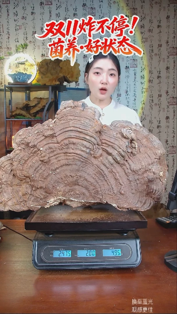 平盖灵芝中国大陆【藏区 野生】树舌灵芝（4.95斤）50-60年份