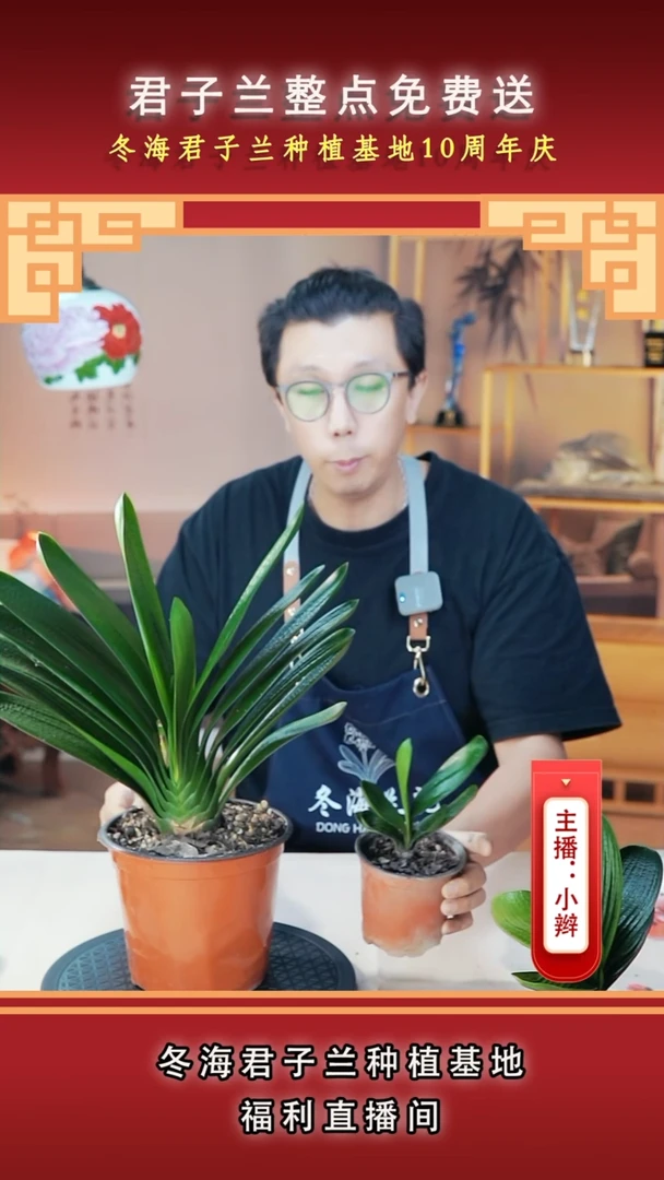 当前无花朵，栽培后可花朵小*君子兰
