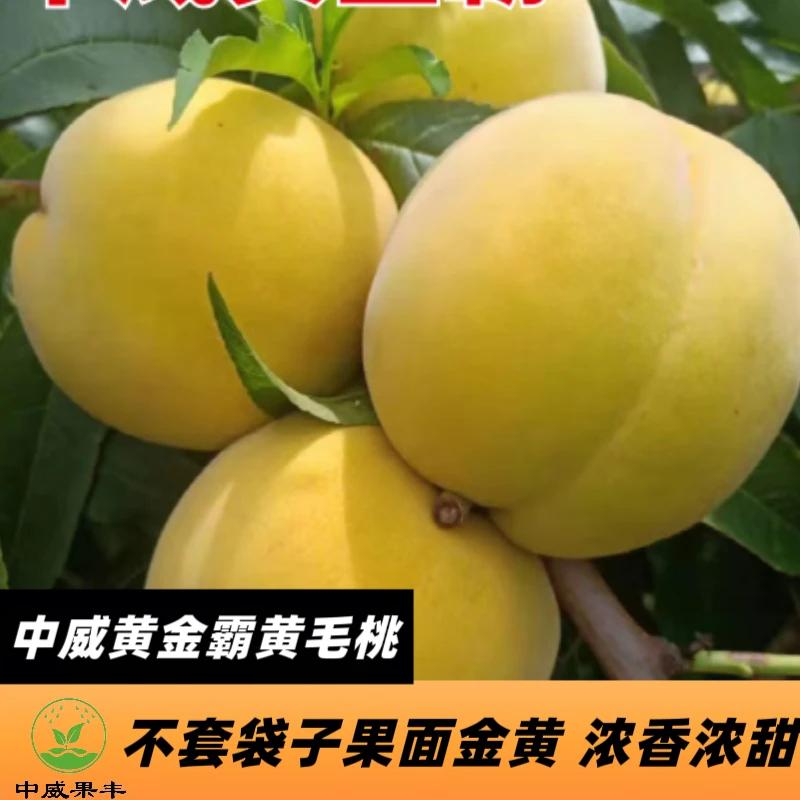 中威黄金霸7月上中旬成熟  新一代省工省力黄肉毛桃引领产业品种