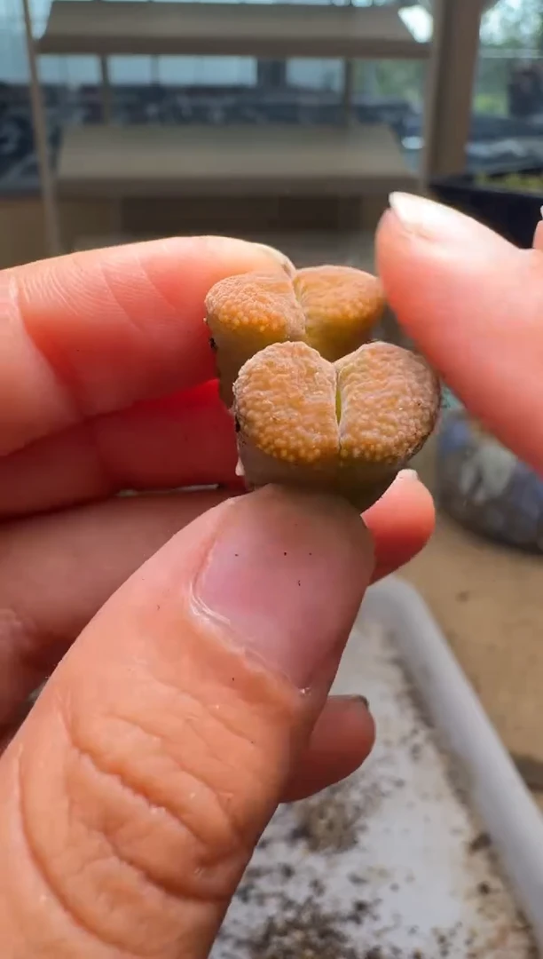 8-488多肉植物肉锥
