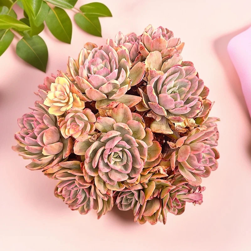 绮罗锦280#云大A1棚 梅子多肉 新手必备好看好养一单包邮