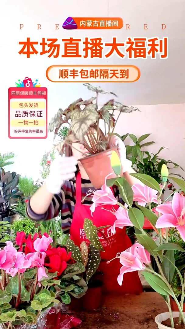 完全开放花叶海棠顺丰