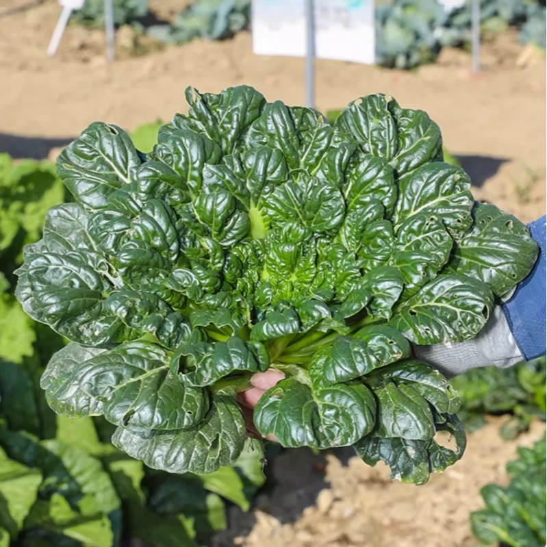 供销[全店5件包邮]乌塌菜种子耐寒春秋冬四季黑叶种子阳台蔬菜籽