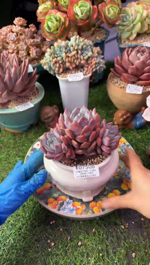 昆明印象多肉07508