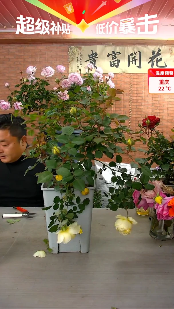 当前无花朵，栽培后可花朵826浮光6.5L