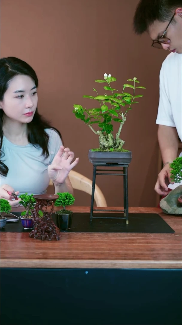 无花朵茉莉花盆景盆景盆景