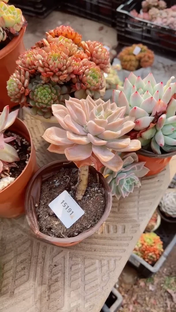 【闪购商品】15191