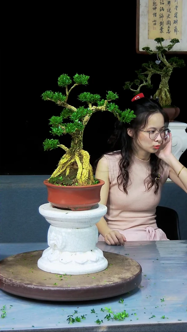 无花朵雀舌黄杨盆景艺术