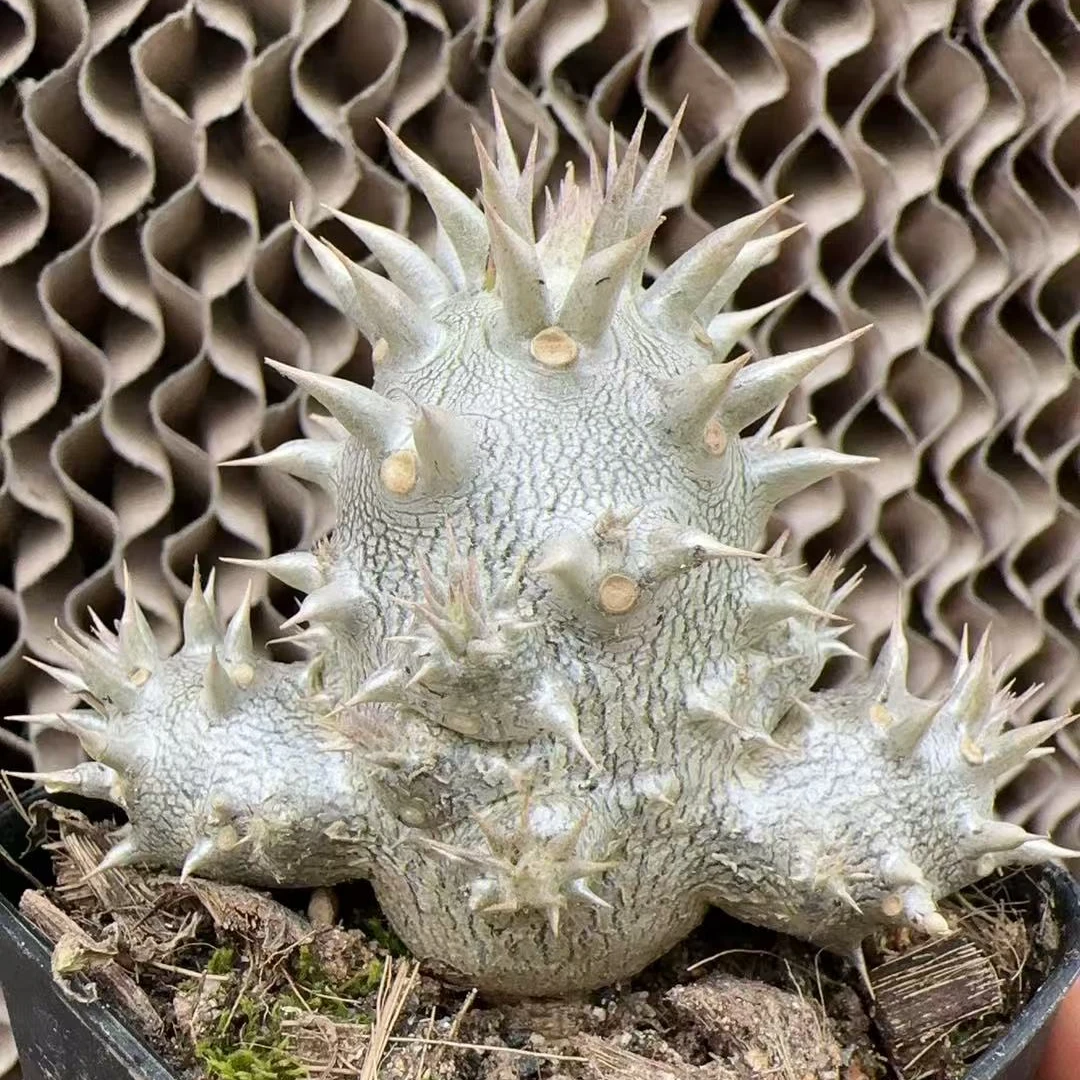 巴西女王多肉植物