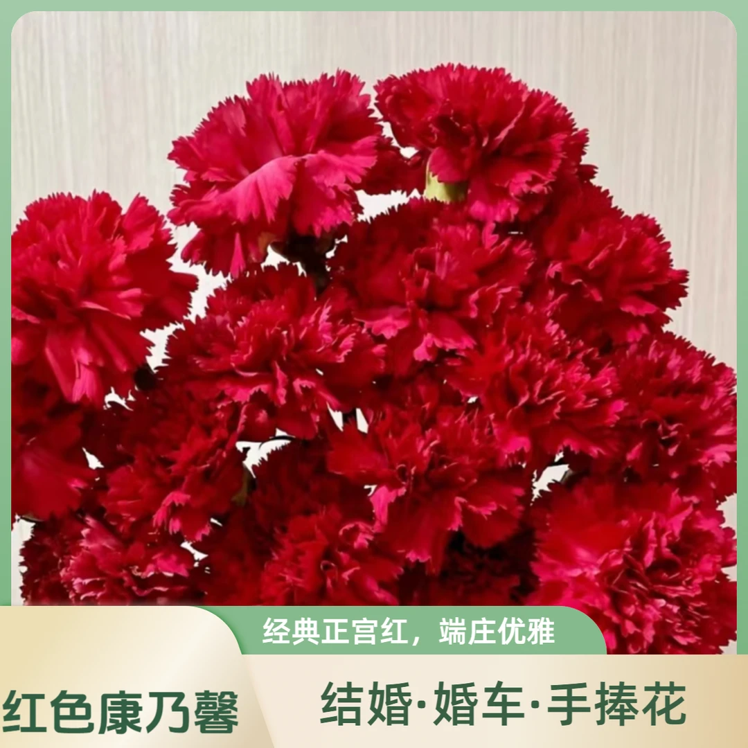 鲜花【康乃馨红色20枝】冻坏不售后 全店鲜花满两单顺丰冷链包邮