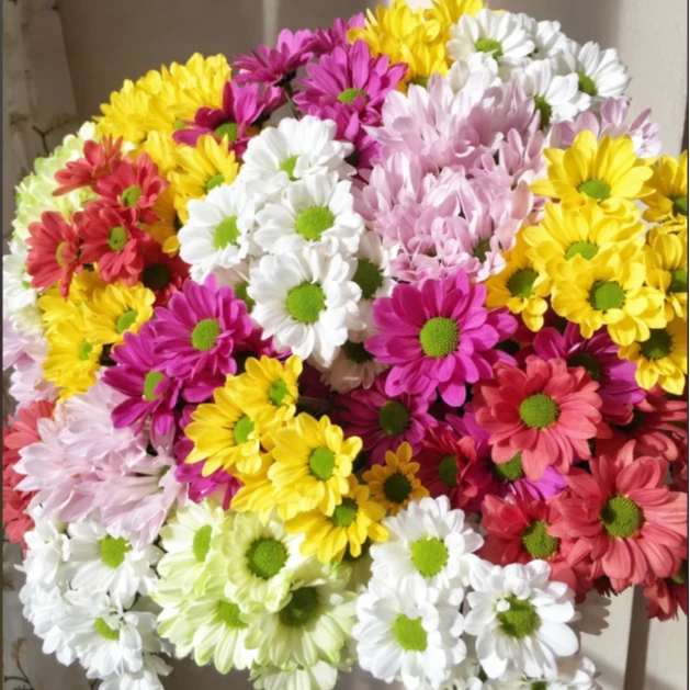 【七彩小菊】云南鲜花基地发家用鲜花一单冷链2单及以上顺丰空运