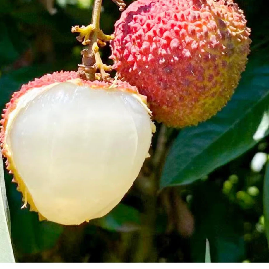 广东白糖罂妃子笑荔枝一箱{连箱7.5斤左右}广东省