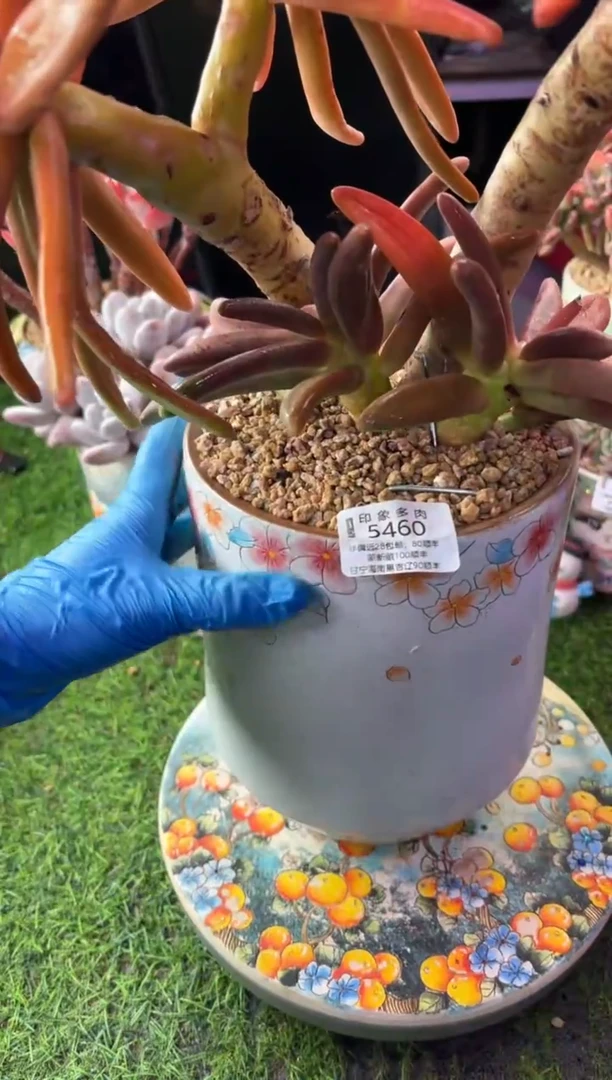 熠*昆明印象多肉5468的盆