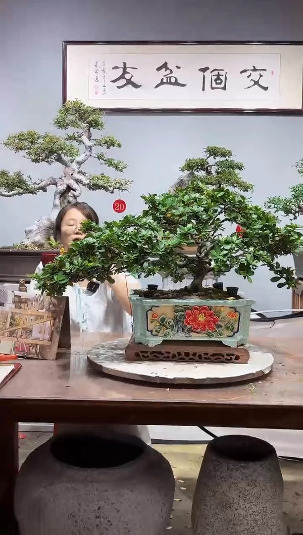 无花朵大**9栀子花