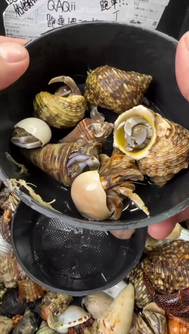 残联一份，八只包活四只