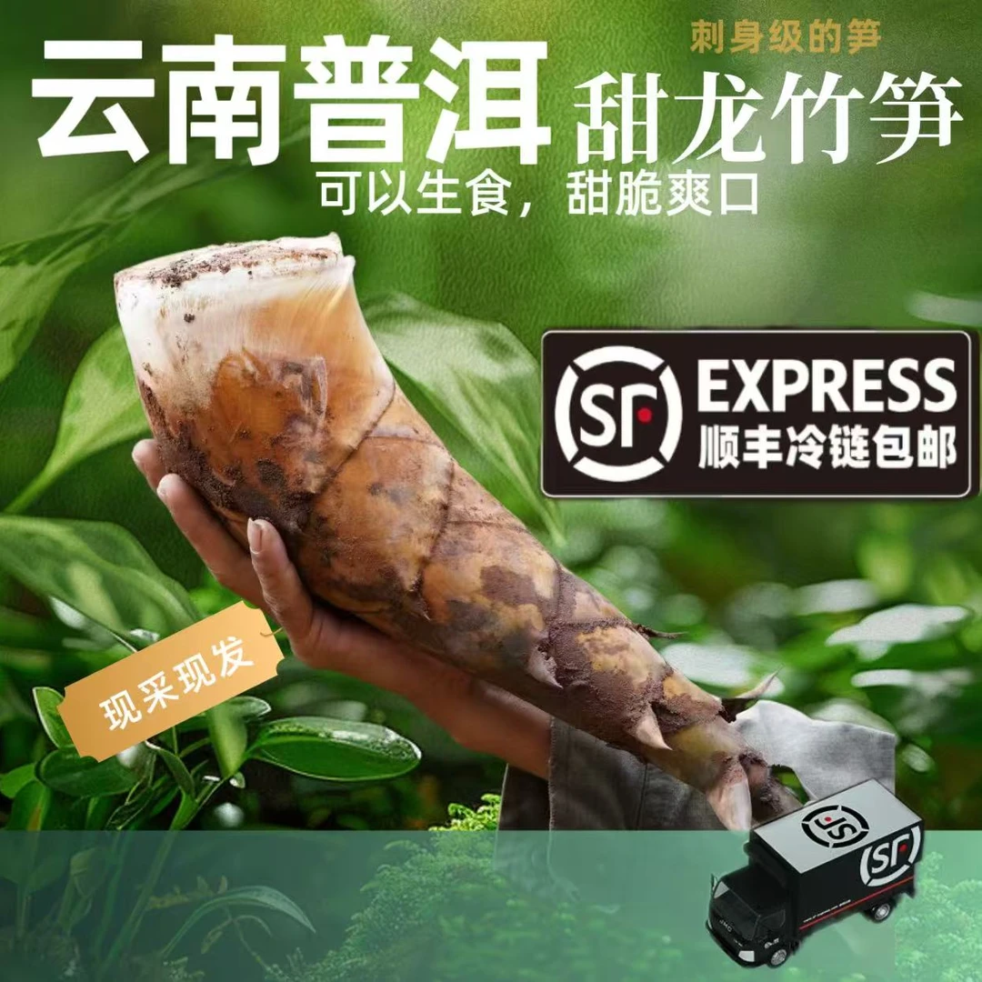 金马通关书记优选】云南特产新鲜带壳甜笋甜龙竹笋水果笋刺身笋