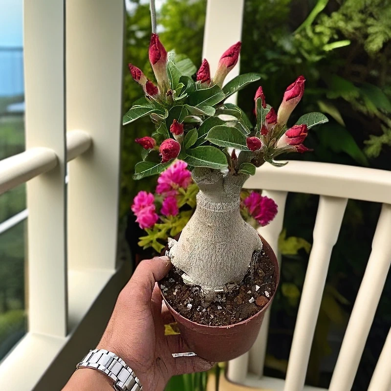 沙漠玫瑰根系开花成活多色阳台花卉绿植盆景室内移栽红色五年苗子