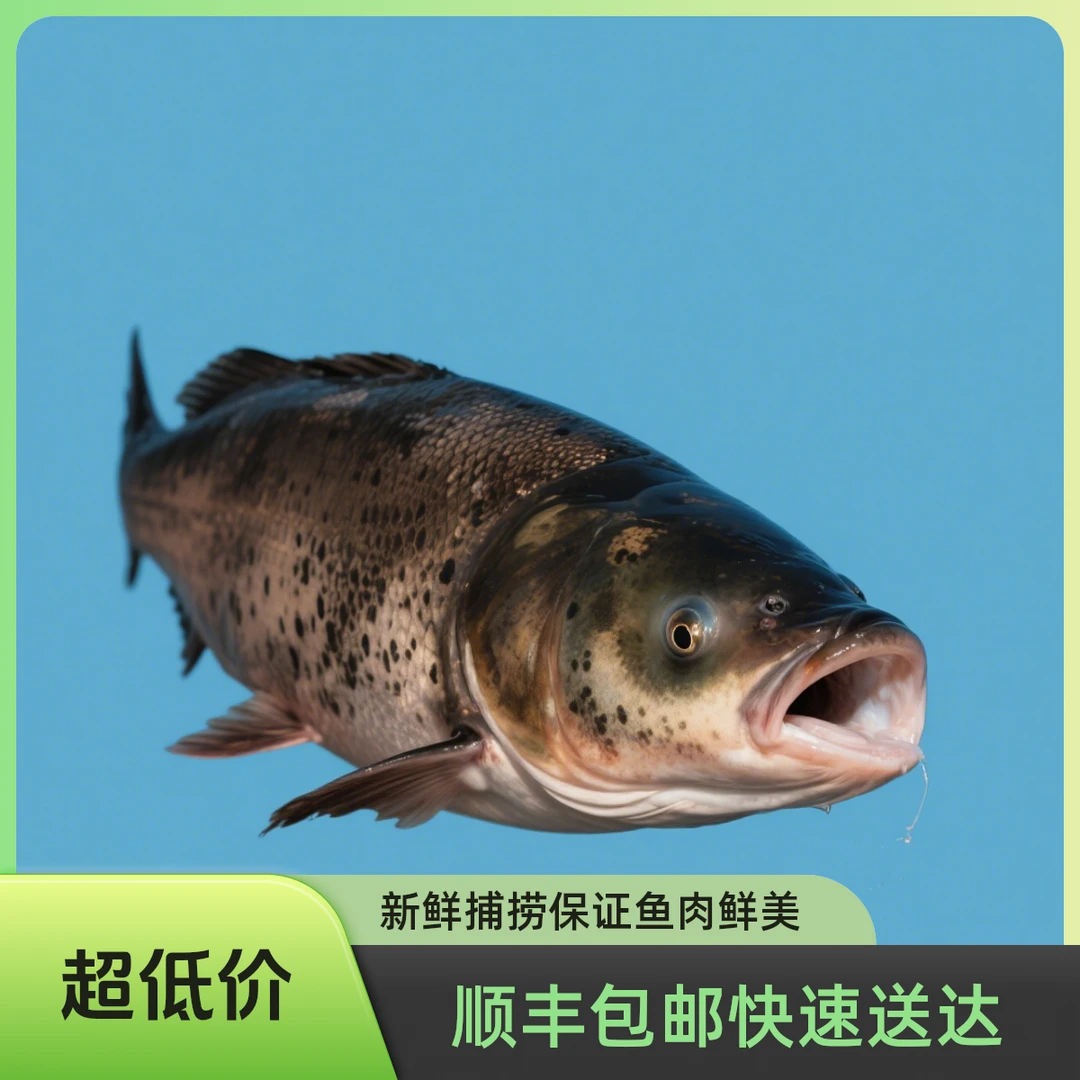 【活鱼现发】千岛湖胖头鱼海鲜大头鱼（鲜活花鲢）新鲜捕捞原生态鱼|顺丰包邮