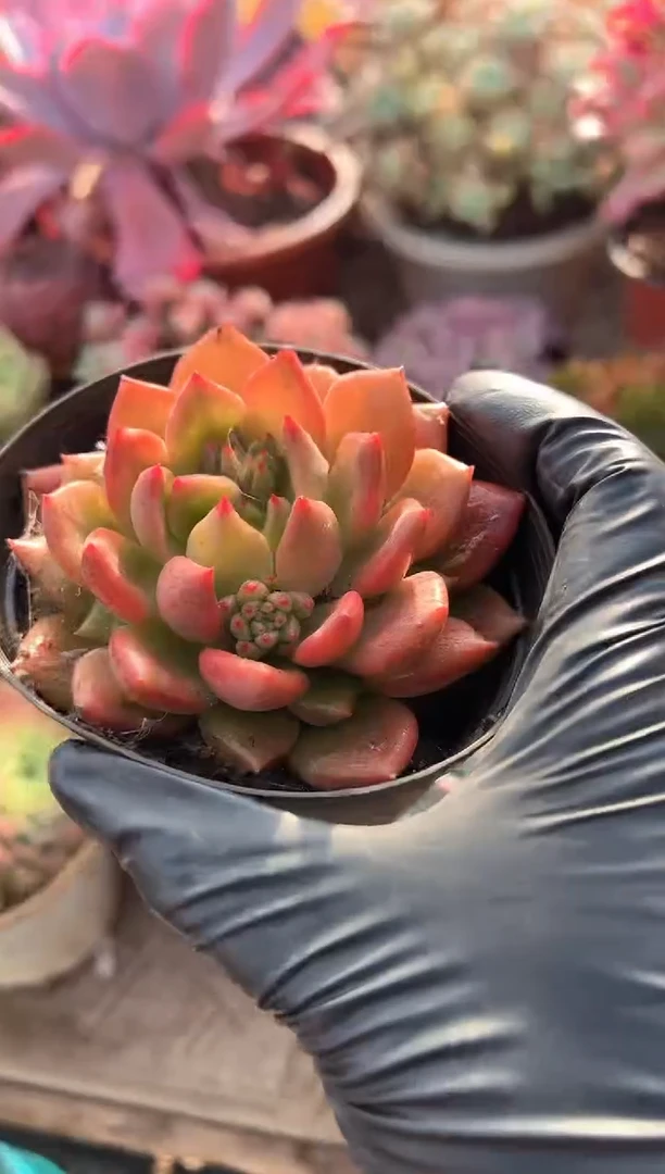 今****˗多肉植物一物一拍30201