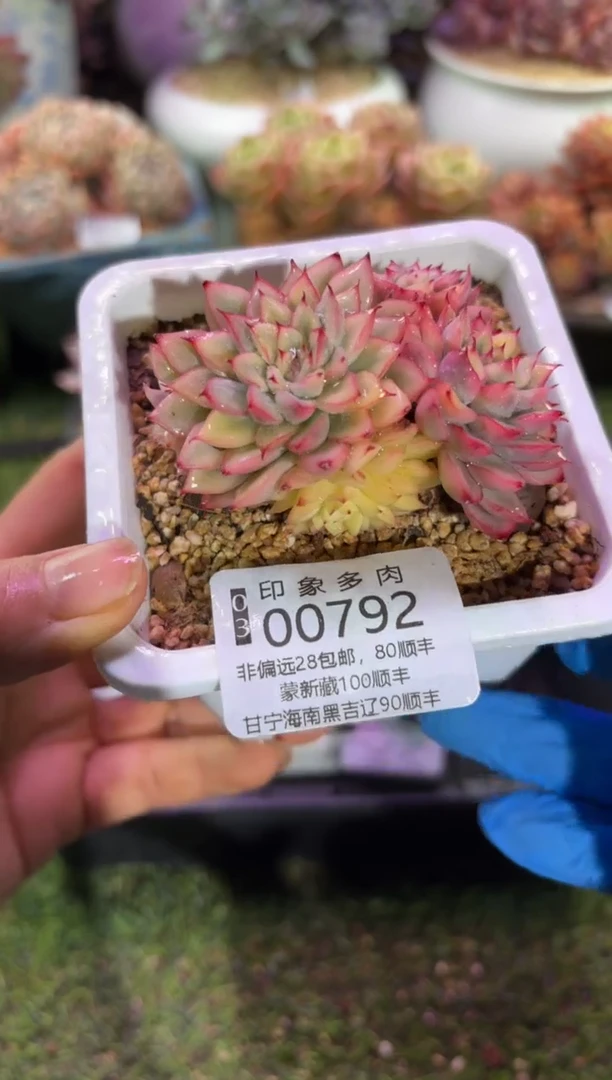 【闪购商品】00792
