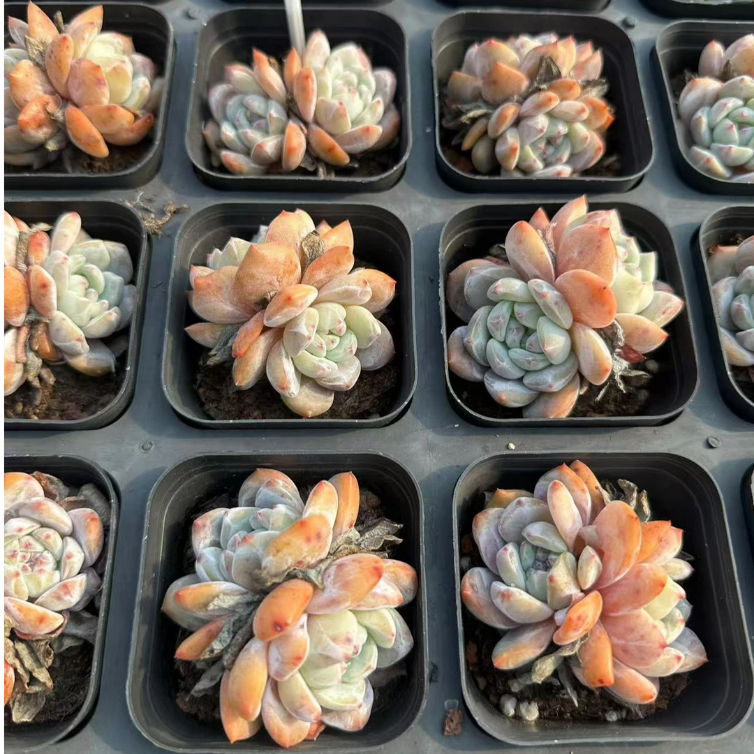 星影多肉植物 脱土