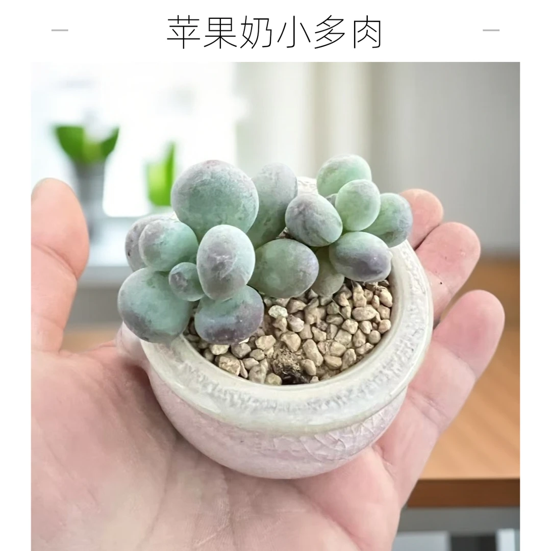 苹果奶酪圆滚滚拇指多肉植物带陶瓷盆种好发货拇指迷你小肉肉