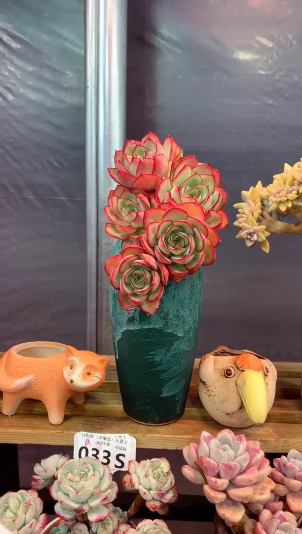 043S（一物一拍，精品多肉，所见即所得 ）