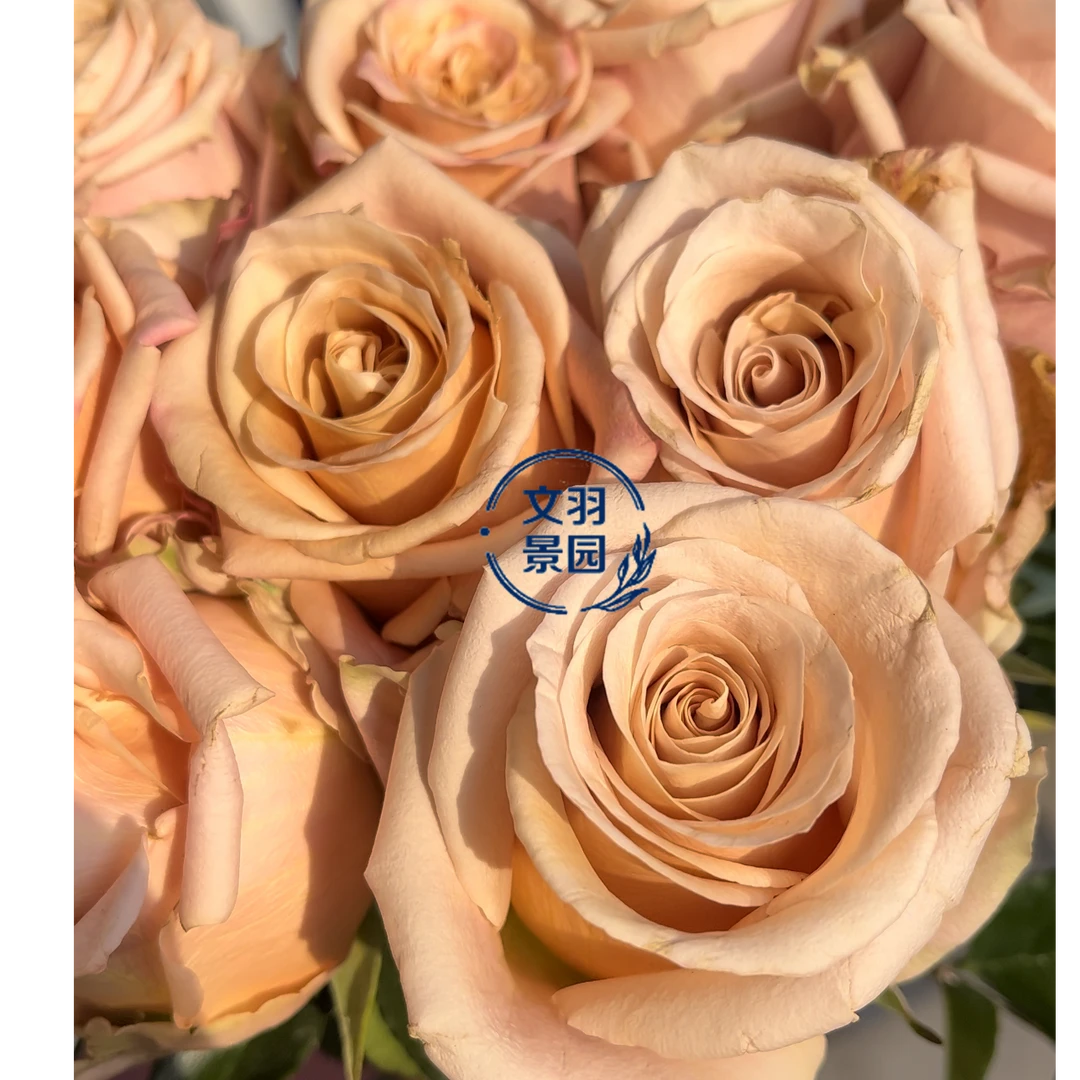 文羽景园【希尔达】切花月季多季节重复开花