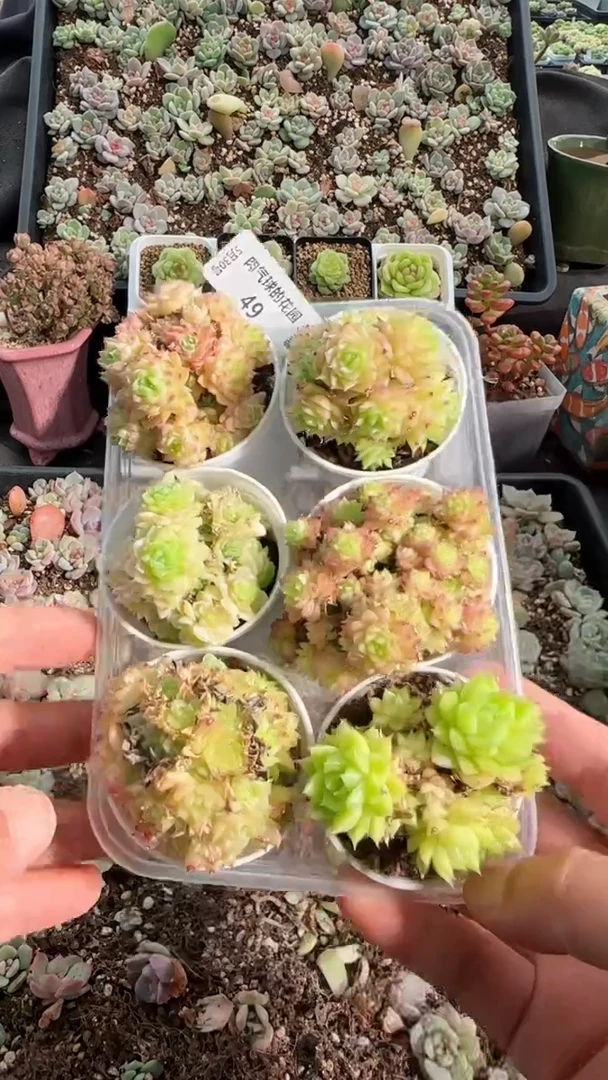 0530-49麦秆六颗一组