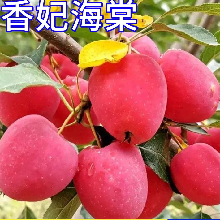 香妃海棠树苗南北方庭院地栽海棠果树苗鸡心果沙果东红果小苹果