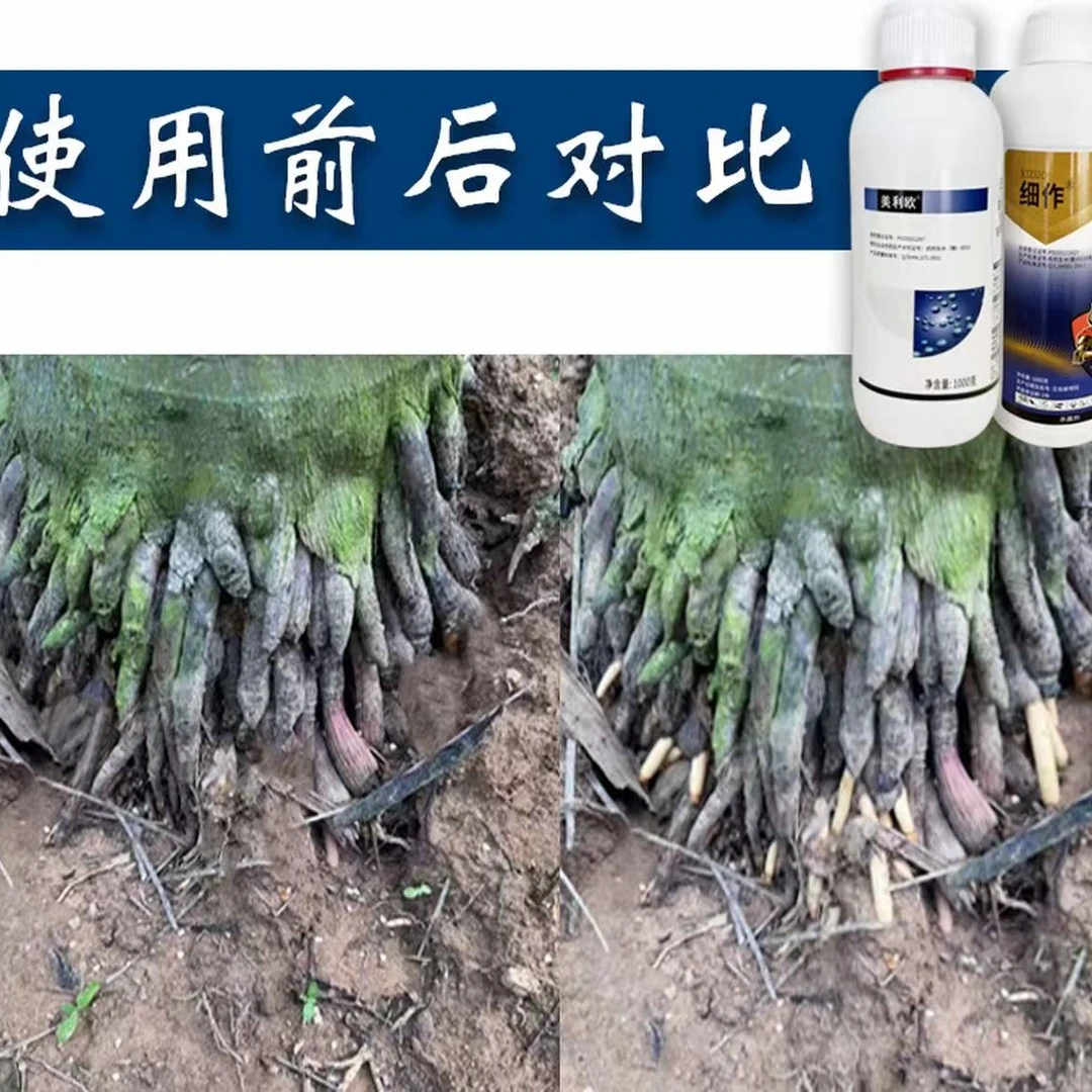 【槟榔管家根套餐直播间专用】生根剂