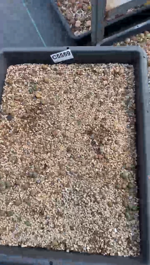 5559脱土直播一物一拍