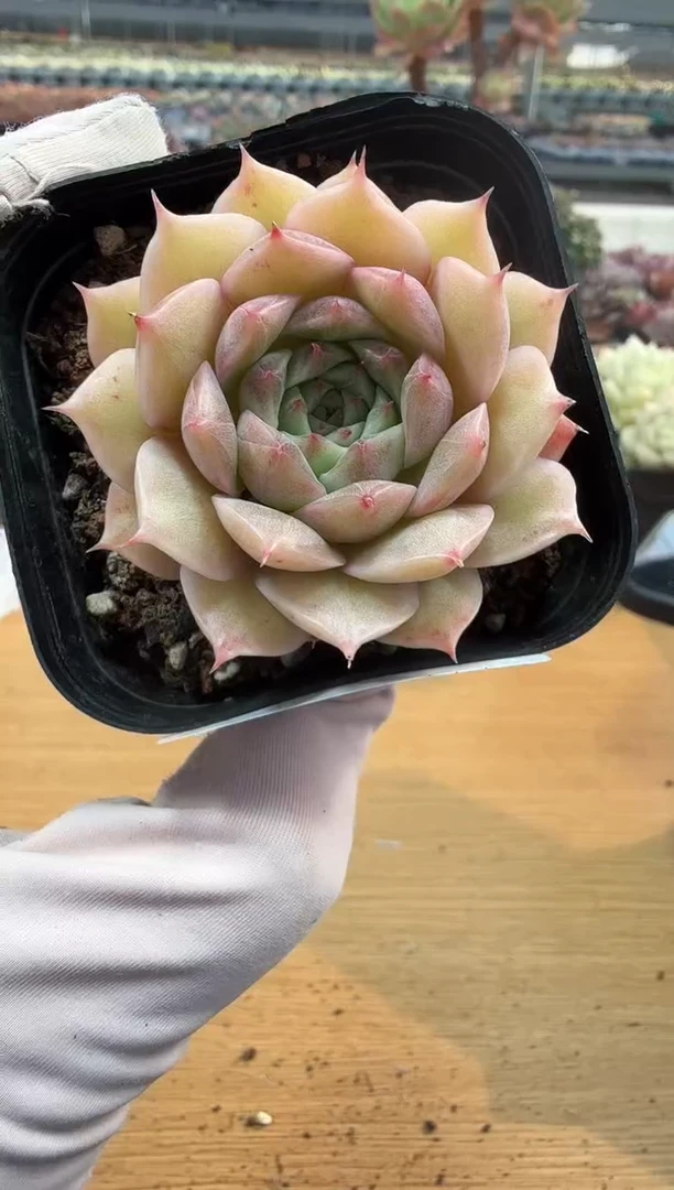 东云多肉园二店-264