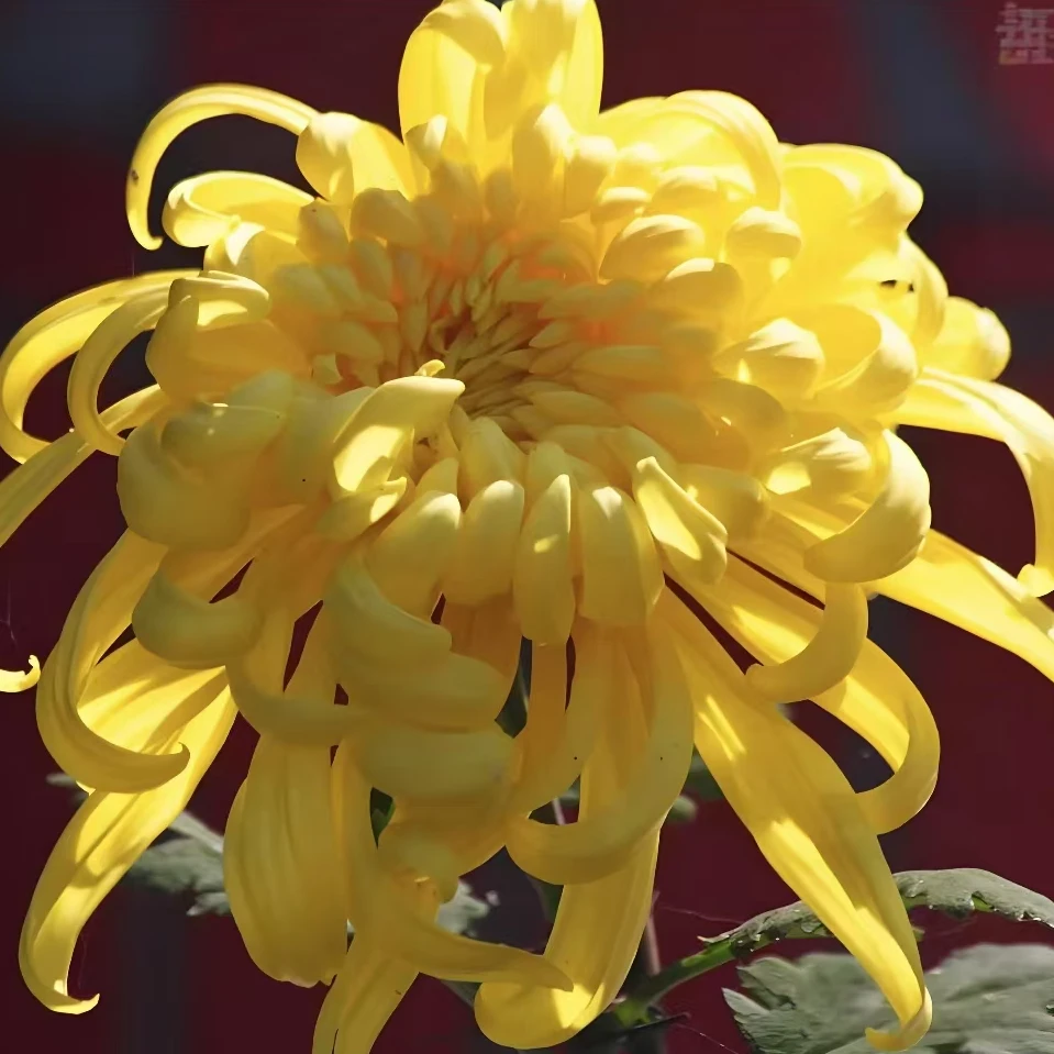 【次日达黄色菊花5支】鲜花直播批发京东包邮