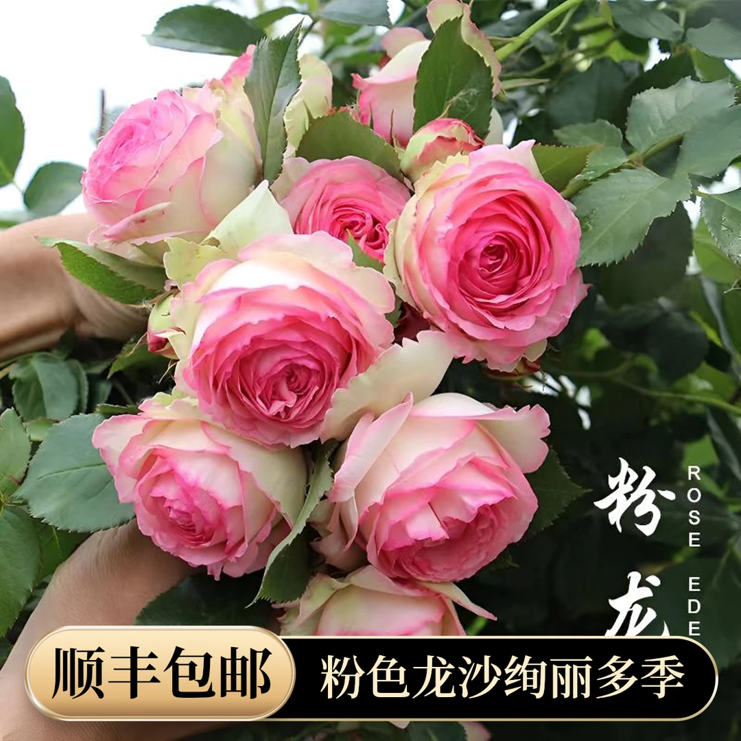 粉色龙沙宝石1.5米  5年老桩大花重瓣浓香多季开花爬藤蔷薇花欧月