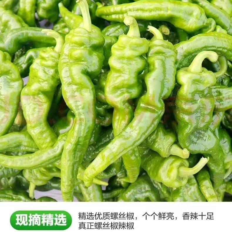 【供销大集助农】【到手2斤】新鲜薄皮中微辣螺丝椒农家自种香辣蔬菜