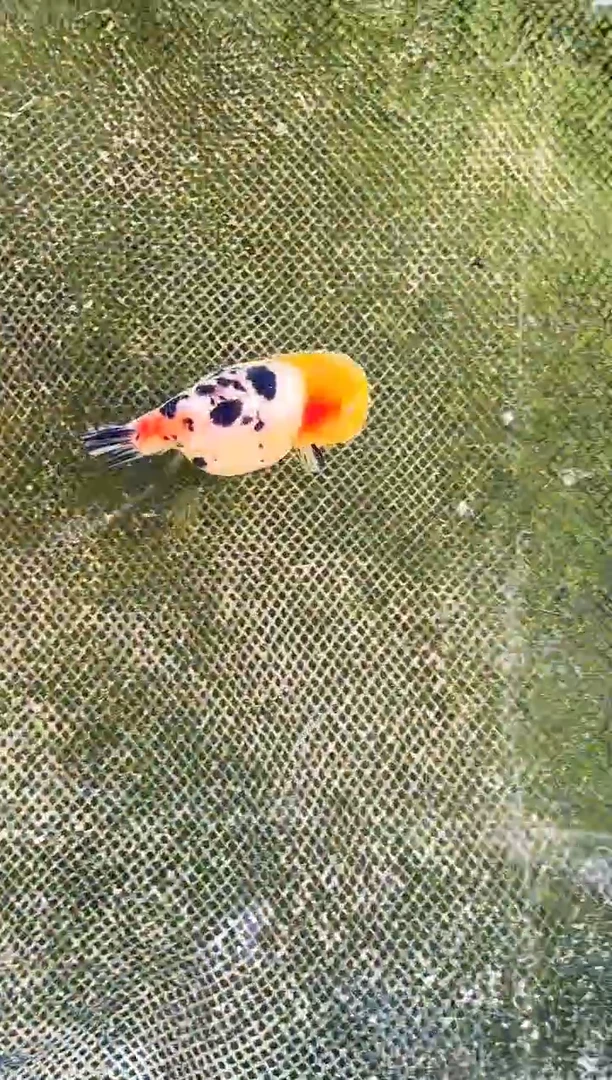 金鱼深***虎水娃娃渔场兰寿金鱼 观赏鱼 不包邮