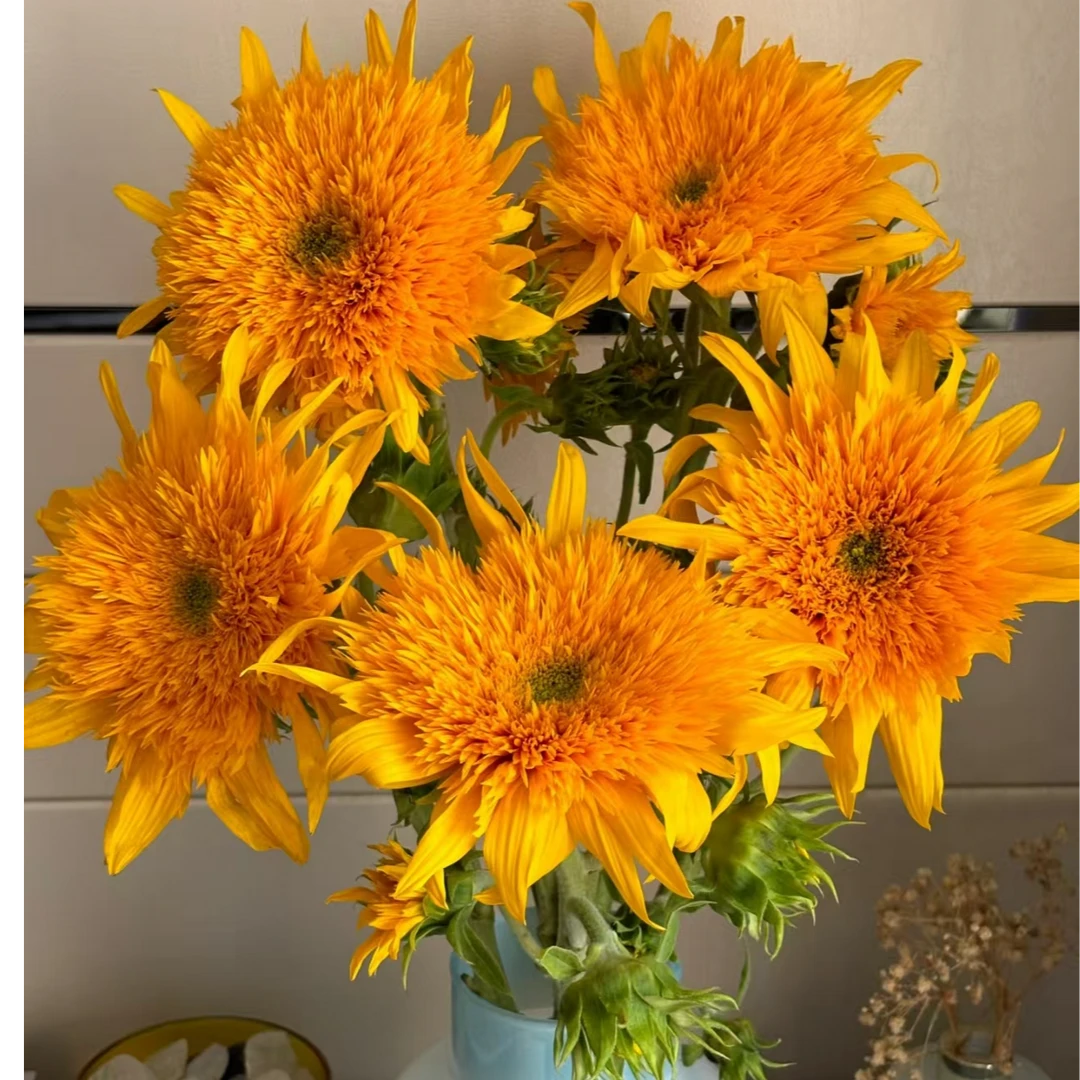 泰迪向日葵－梵高同款云南鲜花基地直发顺丰包邮