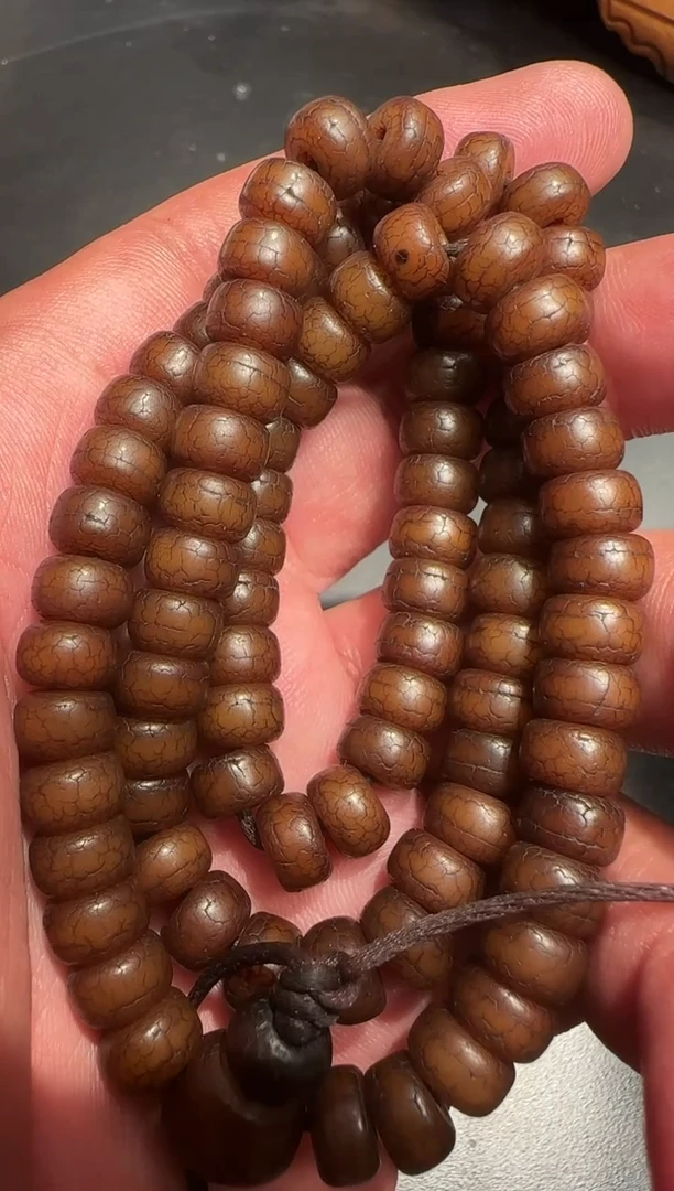 菩提根菩提根菩提根