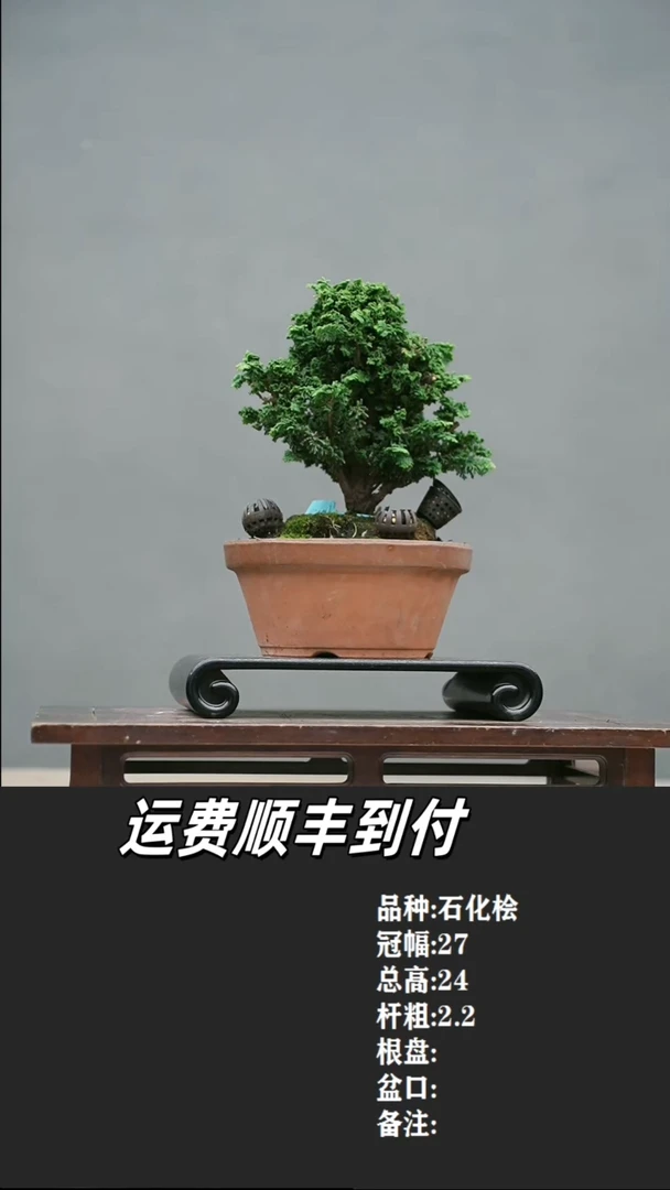沙**印7 石化桧