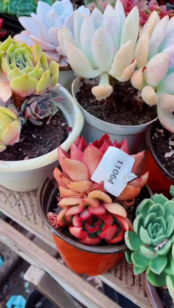 11064多肉植物一物已拍