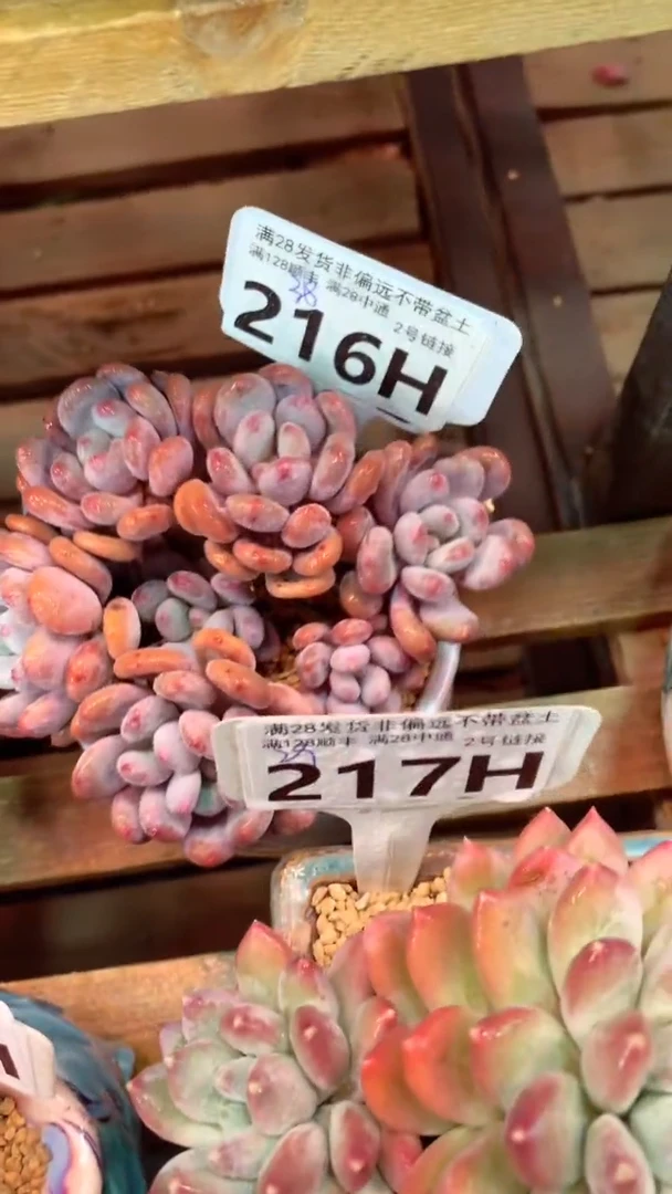216H（一物一拍，精品多肉.二十八包邮非偏远）